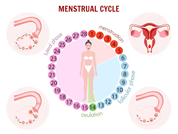 Menstrual Cycle